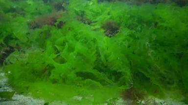 藻类黑色的海绿色红色的藻类岩石海底水下景观黑色的海